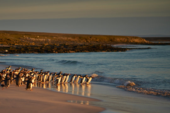Large number of Gentoo Penguins (Pygoscelis papua) held back from going to sea by a Leopard Seal, out of shot, hunting offshore Bleaker Island in the Falkland Islands. © JeremyRichards