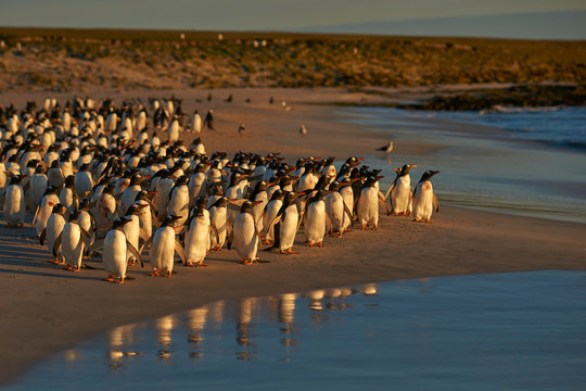Large number of Gentoo Penguins (Pygoscelis papua) held back from going to sea by a Leopard Seal, out of shot, hunting offshore Bleaker Island in the Falkland Islands.
