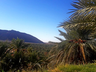 Fototapeta na wymiar A view from above of the palm trees and the mountains in the oasis of Figuig in Morocco 
