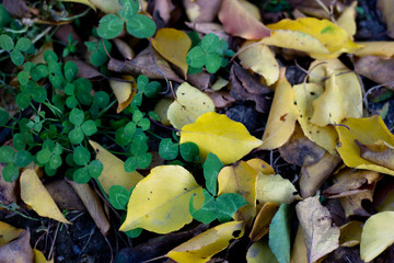 Yellow, orange and red september autumn leaves on ground in beautiful fall park. Fallen golden autumn leaves on green grass in sunny morning light yard, toned photo. October landscape background.