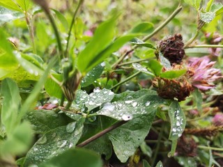 spider on a flower