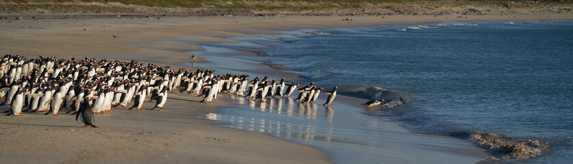 Large number of Gentoo Penguins (Pygoscelis papua) held back from going to sea by a Leopard Seal, out of shot, hunting offshore Bleaker Island in the Falkland Islands.