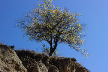 Summer landscape in mountains and the dark blue sky with clouds. A tree in the rocky mountains. A lonely tree in the mountains against the sky