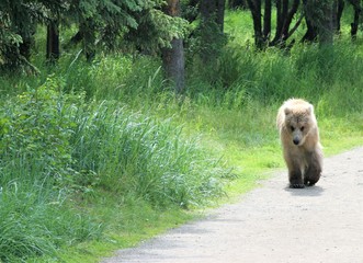 baby brown bear in the forest