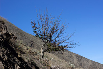 Summer landscape in mountains and the dark blue sky with clouds. A tree in the rocky mountains. A lonely tree in the mountains against the sky