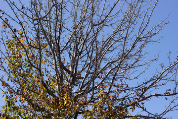 SYCAMORE TREE AGAINST SKY. Tree branches against the sky