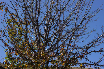 SYCAMORE TREE AGAINST SKY. Tree branches against the sky