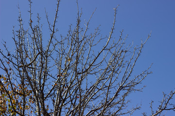 SYCAMORE TREE AGAINST SKY. Tree branches against the sky