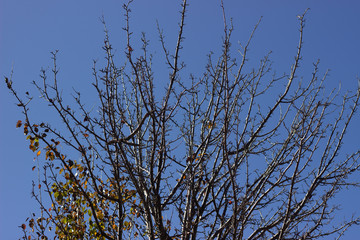 SYCAMORE TREE AGAINST SKY. Tree branches against the sky
