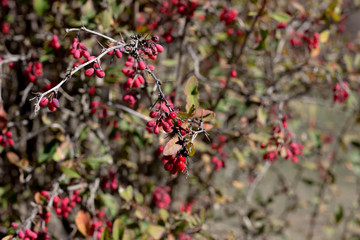 Red fruit and changing leaves hang onto the branch of a barberry bush against an orange background. Red barberry grows on bushes