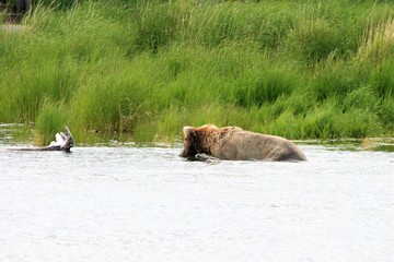 brown bear looking for salmon