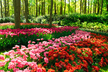 Rows of tulip flowers