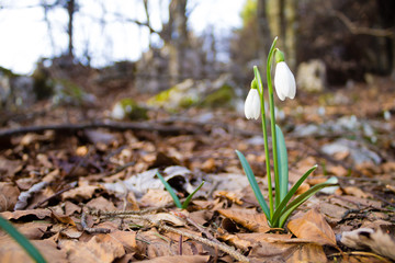 Snowdrop flower in woodland close up, nature background