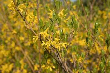 bright yellow broom or forsythia flower Latin name cytisus scoparius or spachianus close up in spring