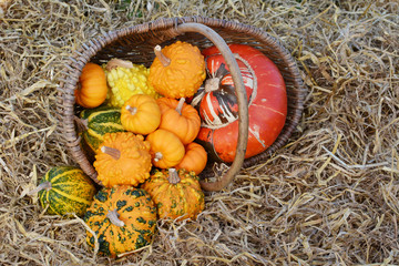 Rustic basket of small warted gourds with a turban gourd