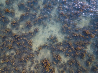 Seaweed floating under the clear surface of the water. Thailand