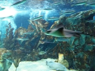 Obraz premium shoal of fish