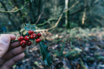 Holly branch in a quiet forest in the North of Spain during autumn
