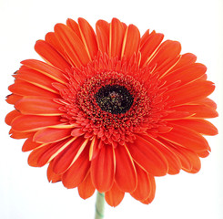 red gerbera flower on white backgroun