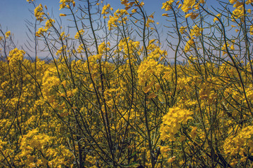 Flowering rapeseed canola or colza in the spring in the fields, the seeds of which are used in for green energy and oil industry, Ukraine is the leader in growing
