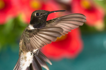 Black-Chinned Hummingbird Searching for Nectar in the Flower Garden