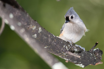 Tufted Titmouse Perched High in a Tree