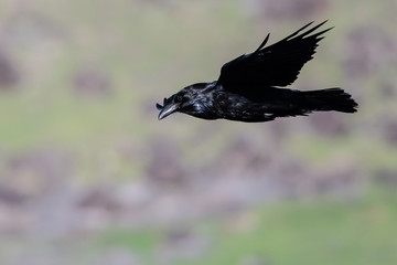 Common Black Raven Flying Over the Canyon Floor