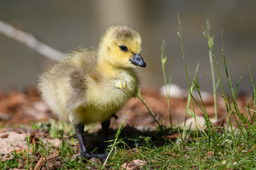 Newborn Gosling Exploring the Fascinating New World