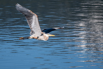 Great Blue Heron Flying Over the Still Water