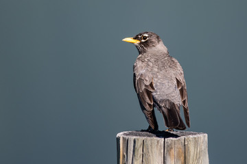 American Robin Perched on a Weathered Wooden Fence Post