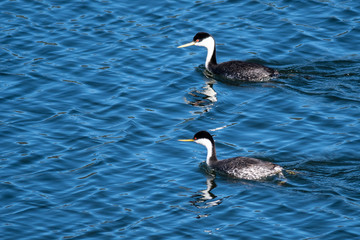 Pair of Western Grebes Swimming in the Blue Water