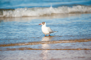 seagull on beach