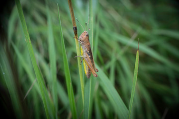 sauterelle sur sa branche 