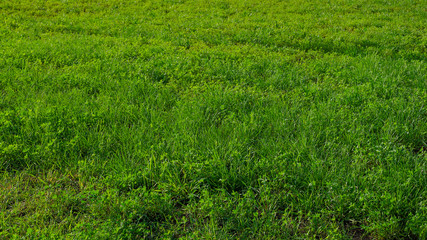 green plants and grass. on outdoor background