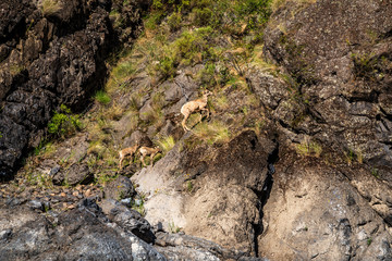 Bighorn Sheep In Hells Canyon