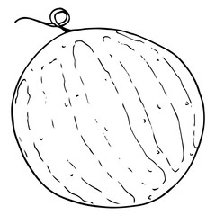 Watermelon icon. Vector illustration of a watermelon.  Hand drawn watermelon. Summer berry sketch.