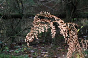 Herbstlandschaft - Herbstlaub