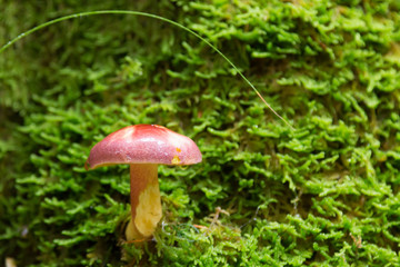 Mushroom on green moss. Autumn landscape. Brown mushrooms