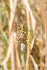 Yellow spider on web