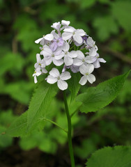 In the wild in the forest blooms Lunaria rediviva