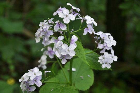 In the wild in the forest blooms Lunaria rediviva