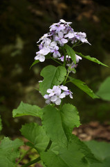 In the wild in the forest blooms Lunaria rediviva