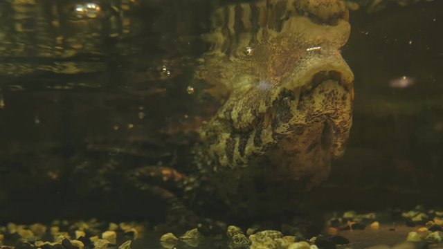 A smooth-faced caiman or a small crocodile swims and waits for living creatures in a pond