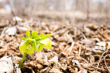 Hellebore flower in woodland close up, nature background