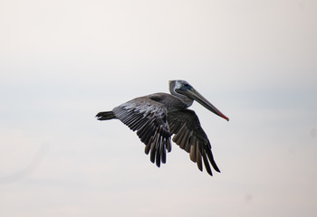 Flying Pelican