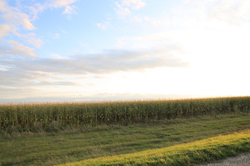 Cornfield