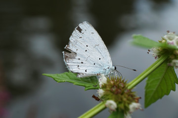 Schmetterlinge Deutschlands - Zwergbläuling