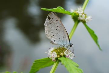 Schmetterlinge Deutschlands - Zwergbläuling