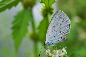 Schmetterlinge Deutschlands - Zwergbläuling