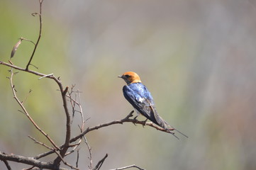 Isolated Barn Swallow (Hirundo rustica) in a bird hide in Pilanesberg national park